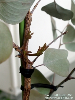 ポリアンセモス・ベスティタ (Eucalyptus polyanthemos ssp. vestita)