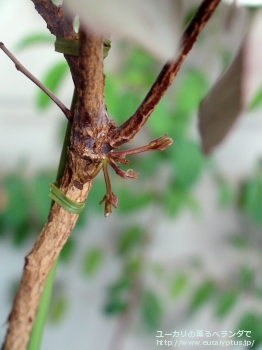 ポリアンセモス・ベスティタ (Eucalyptus polyanthemos ssp. vestita)