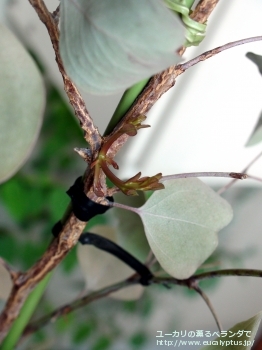 ポリアンセモス・ベスティタ (Eucalyptus polyanthemos ssp. vestita)