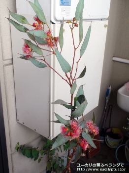 トルクァータ (Eucalyptus torquata)