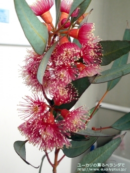 トルクァータ (Eucalyptus torquata)