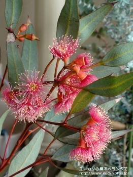 トルクァータ (Eucalyptus torquata)