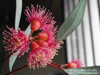 トルクァータ (Eucalyptus torquata)