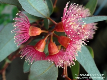 トルクァータ (Eucalyptus torquata)