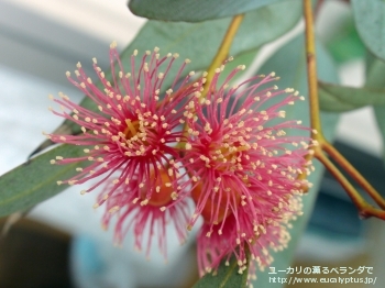 トルクァータ (Eucalyptus torquata)