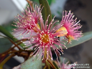 トルクァータ (Eucalyptus torquata)