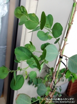 ポリアンセモス・ベスティタ (Eucalyptus polyanthemos ssp. vestita)