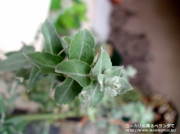 クレヌラータ (Eucalyptus crenulata)