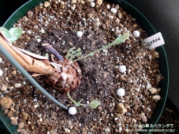 マクロカルパ (Eucalyptus macrocarpa ssp. macrocarpa)