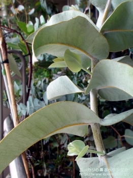 マクロカルパ (Eucalyptus macrocarpa ssp. macrocarpa)