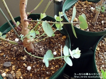 ロダンサ (Eucalyptus rhodantha)