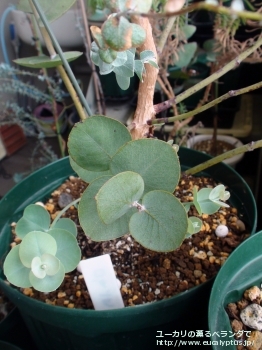 ロダンサ (Eucalyptus rhodantha)