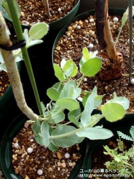 ゴンギロカルパ (Eucalyptus gongylocarpa)