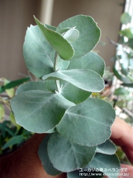 コルダータ (Eucalyptus cordata)