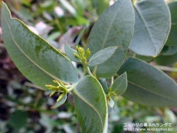 アーナ (Eucalyptus urna)