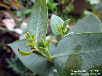アーナ (Eucalyptus urna)