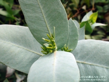 アーナ (Eucalyptus urna)