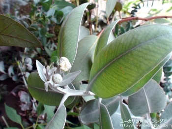 プレウロカルパ (Eucalyptus pleurocarpa)