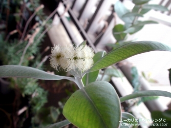 プレウロカルパ (Eucalyptus pleurocarpa)