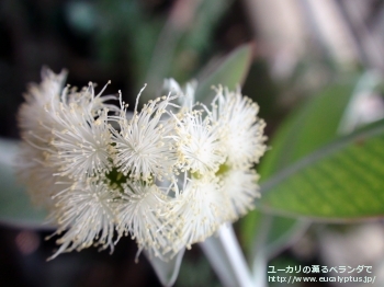 プレウロカルパ (Eucalyptus pleurocarpa)