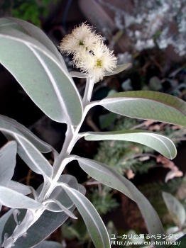 プレウロカルパ (Eucalyptus pleurocarpa)