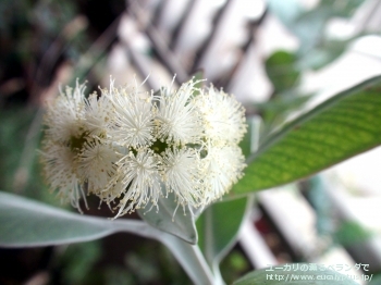 プレウロカルパ (Eucalyptus pleurocarpa)