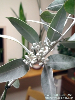 ウッドワーディ (Eucalyptus woodwardii)