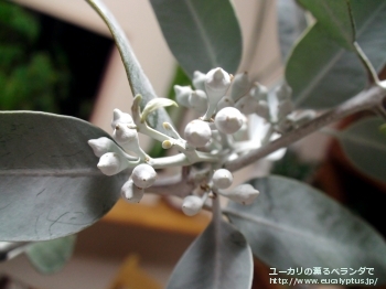 ウッドワーディ (Eucalyptus woodwardii)