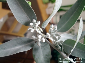 ウッドワーディ (Eucalyptus woodwardii)