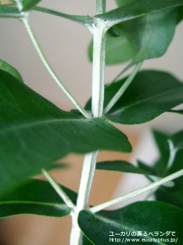 fancyboxアグレガータ(Eucalyptus aggregata)の画像11