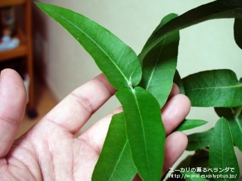 グロブルス・スードグロブルス (Eucalyptus globulus ssp. pseudoglobulus)