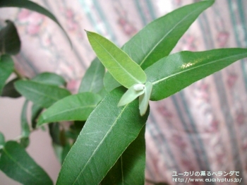 グロブルス・スードグロブルス (Eucalyptus globulus ssp. pseudoglobulus)