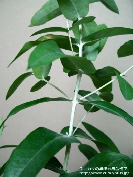 グロブルス・スードグロブルス (Eucalyptus globulus ssp. pseudoglobulus)