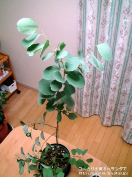 fancyboxカンフォラ(Eucalyptus camphora)の画像1