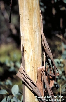 カンフォラ (Eucalyptus camphora)