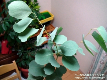 カンフォラ (Eucalyptus camphora)