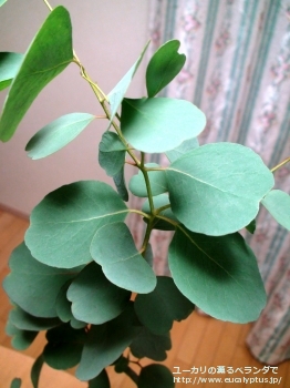 カンフォラ (Eucalyptus camphora)