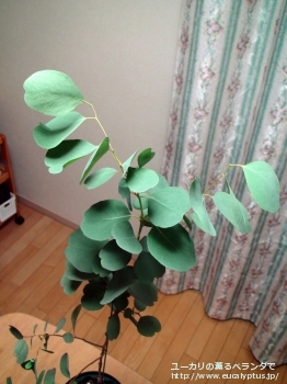 カンフォラ (Eucalyptus camphora)