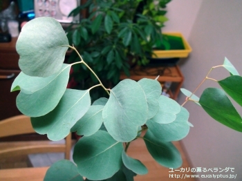 カンフォラ (Eucalyptus camphora)