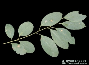fancyboxカンフォラ(Eucalyptus camphora)の画像3