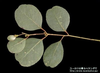 カンフォラ (Eucalyptus camphora)