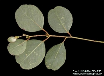 fancyboxカンフォラ(Eucalyptus camphora)の画像4