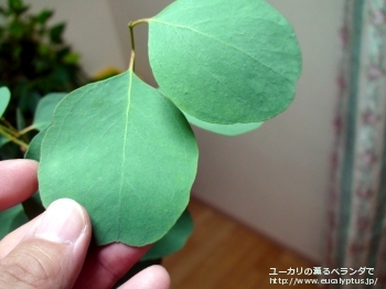 fancyboxカンフォラ(Eucalyptus camphora)の画像5