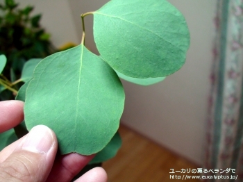 カンフォラ (Eucalyptus camphora)