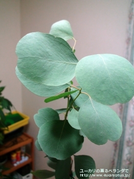 カンフォラ (Eucalyptus camphora)