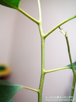 カンフォラ (Eucalyptus camphora)