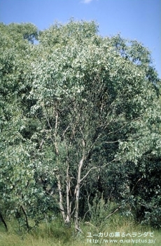 カンフォラ (Eucalyptus camphora)