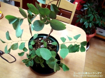 カンフォラ (Eucalyptus camphora)