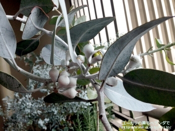 ウッドワーディ (Eucalyptus woodwardii)