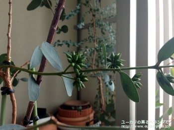 ディシペンス・アデスモフロイア (Eucalyptus decipiens ssp. adesmophloia)